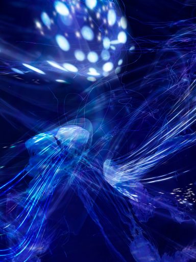 Luz propia | Own Light (120 × 90 cm) Pleione | Susana Mazzarino — Medusas de luz, pintura digital contemporánea